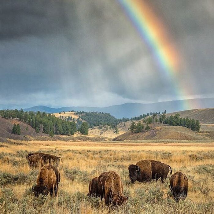 Figure 2. Rainbow and friends.